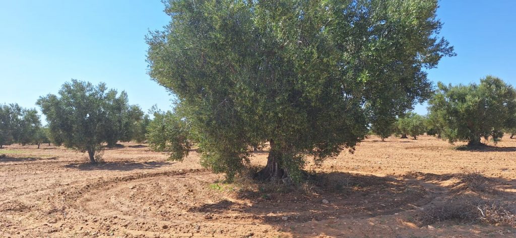 WhatsApp Image 2025-09-01 at 13.35.23_f05c2fd5