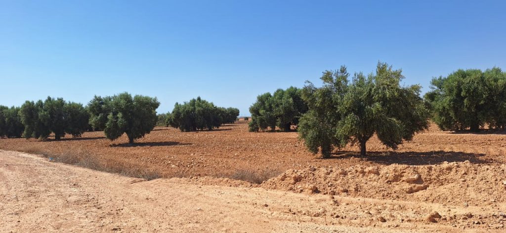 WhatsApp Image 2025-09-01 at 13.35.24_453a55c8