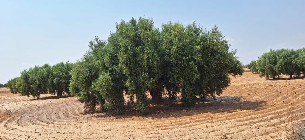 WhatsApp Image 2025-09-01 at 13.35.24_9ff856f1